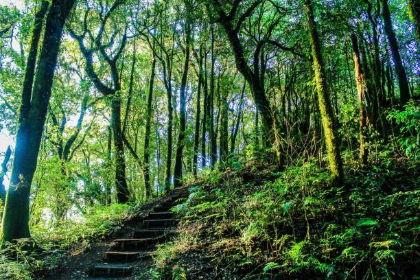 istock rain forest in doi inthanon ,chiangmai thailand 1269705983