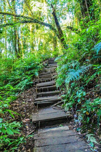 istock rain forest in doi inthanon ,chiangmai thailand 1269706000