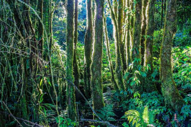 istock rain forest in doi inthanon ,chiangmai thailand 1269706034