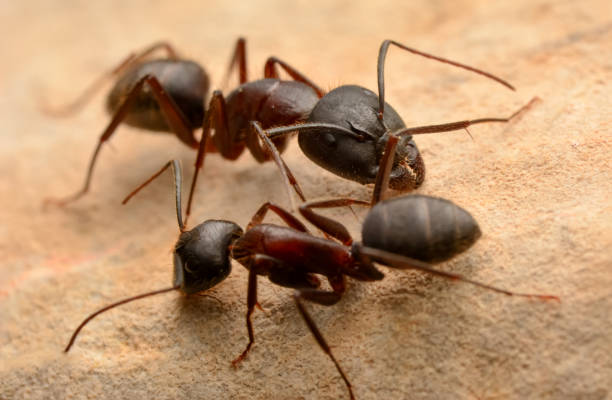 istock Strong jaws of red ant close-up 1269707173