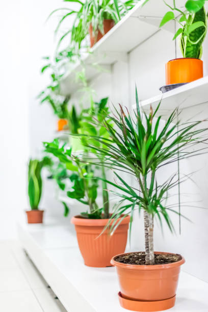istock Green plants home decoration on white background 1269707319