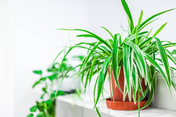 istock Green plants home decoration on white background 1269707407
