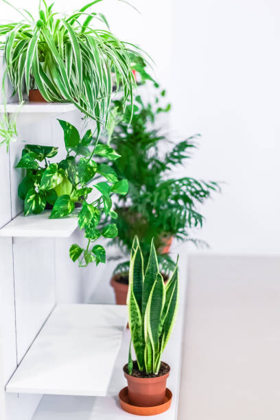 istock Green plants home decoration on white background 1269707662