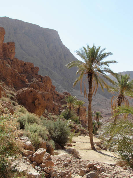 istock Palm trees on the desert 1269708400