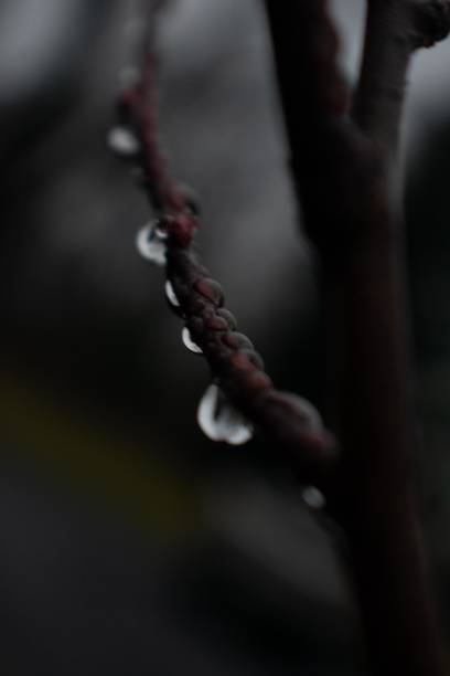 ein nahaufnahmeschuss eines regentropfens, der an einem winzigen baumzweig hängt - fog wet rain tree stock-fotos und bilder