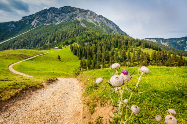 View towards Lower Austria's highest mountain peak