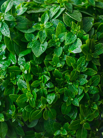 many wet little leaves of green basil