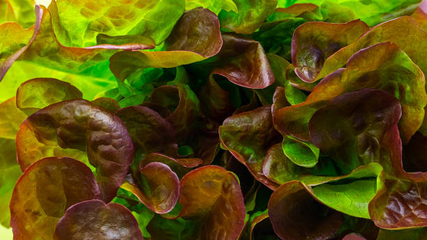 plant variety - purple and green leaves oak leaf lettuce closeup - oak leaf imagens e fotografias de stock
