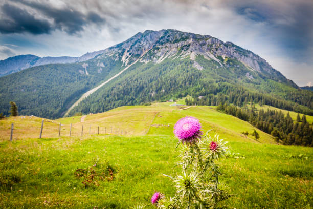 Mountain landscape, Italy, European Alps.