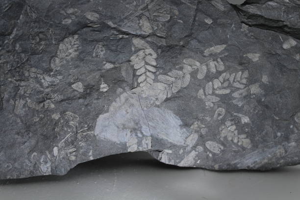 istock Imprints of ancient plants on the stone 1269709302