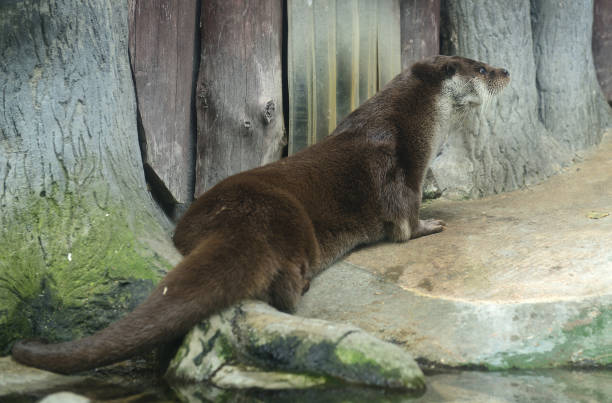 istock Eurasian otter (Lutra lutra) lies on shore (focus on the muzzle) 1269710000