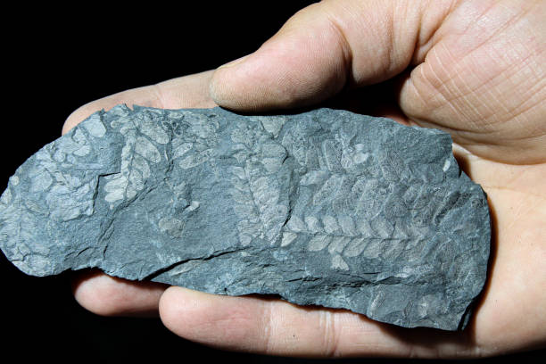 impresiones de plantas antiguas en la piedra en la palma de su mano - fossil leaves fotografías e imágenes de stock