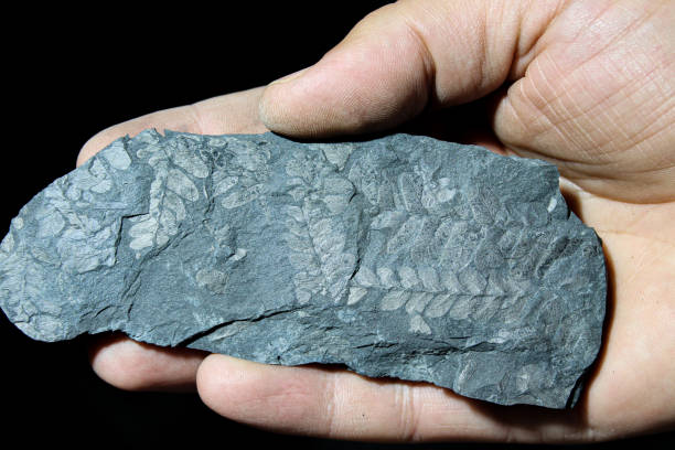 отпечатки древних ра�стений на камне на ладони - fossil leaves стоковые фото и изображения