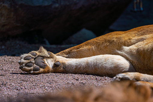 closeup of a puma (felis concolor) also known as cougar or mountain lion.