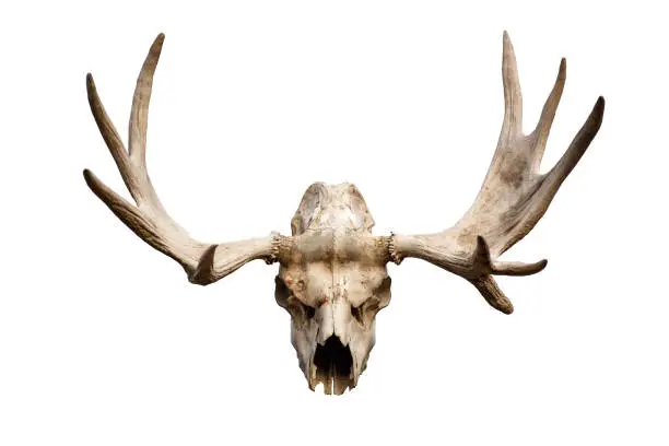 Photo of deer skull with antlers isolated on white background