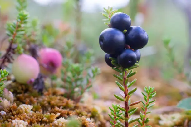 Empetrum. Berries crowberry on swamp. Close up view