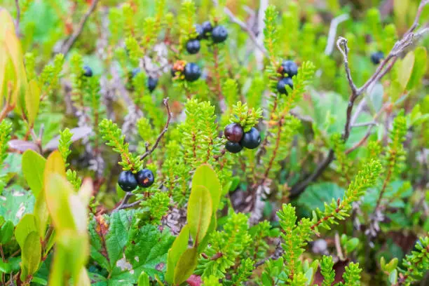 Empetrum. Berries crowberry on swamp. Close up view