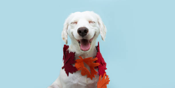 istock Dog autumn with a fall leaves garland. Isolated on blue background. 1269711799