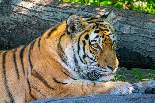 Tiger (Panthera leo) relaxing on the grass and looking at the camera.