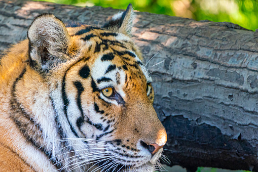 A tiger face on to the camera with its tongue playfully on show.