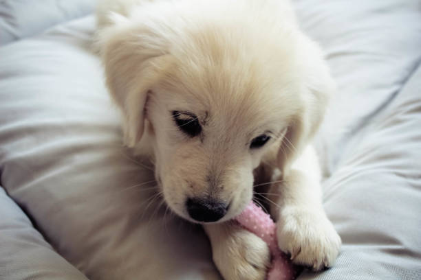 istock Playful Golden Retriever Puppy 1269712623