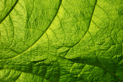 Close-up view of leaf structure details of Giant Rhubarb Gunnera manicata