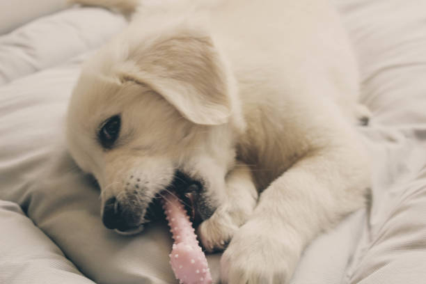 istock Playful Golden Retriever Puppy 1269712631