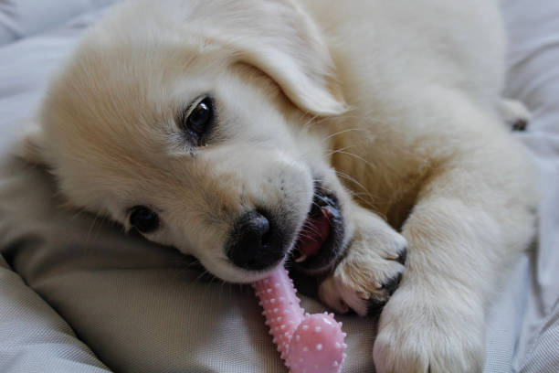 istock Playful Golden Retriever Puppy 1269712643
