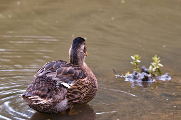 istock Mallard drake standing in the Hoe Valley stream, Woking 1269712937