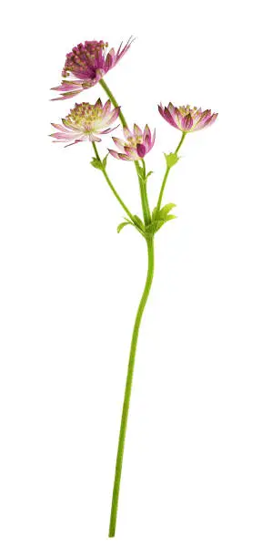 Twig of pink astrantia flowers isolated on white. Profile view.
