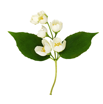 Jasmine flowers and leaves isolated on white