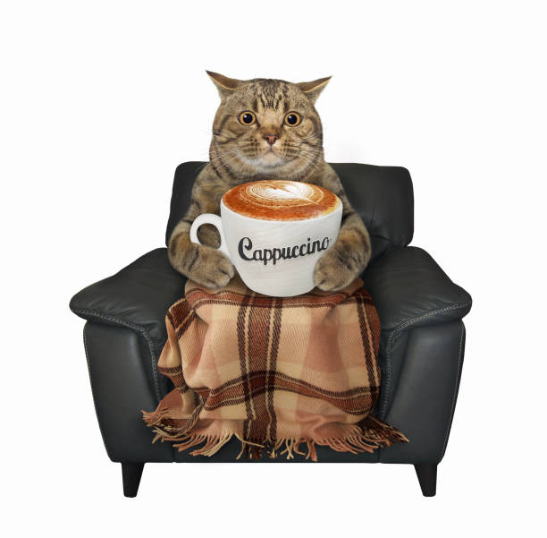 istock Cat drinks cappuccino on black chair 1269713890