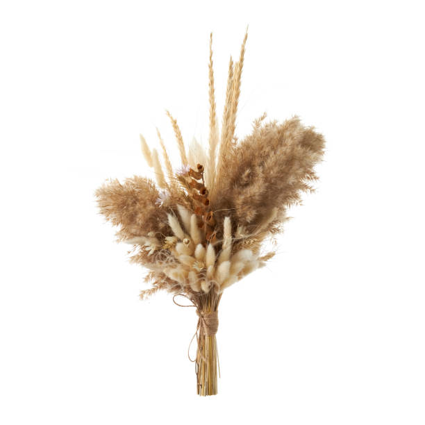 Bouquet of wild dried flowers on a white background stock photo