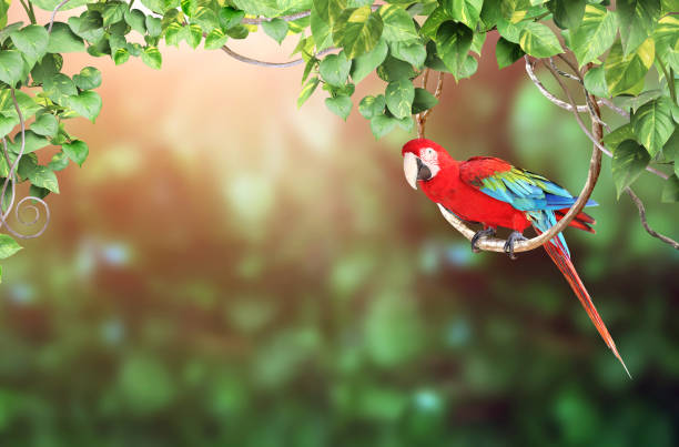 Horizontal nature background with Ara parrot (Ara macao) sits on a liane among tropical leaves. Sunny blurred backdrop with Scarlet Macaw. Copy space for text