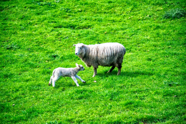 istock Sheeps on a meadow in New Zealand 1269717283
