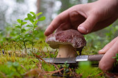boletus-edulis-oder-cep-im-moos-am-wald-mann-sammelt-pilze.jpg?b=1&s=170x170&k=20&c=KleAGpxKPJ7Y-wJe9OD4AmQU8Y1oDQRovcCCW3K5aBU=