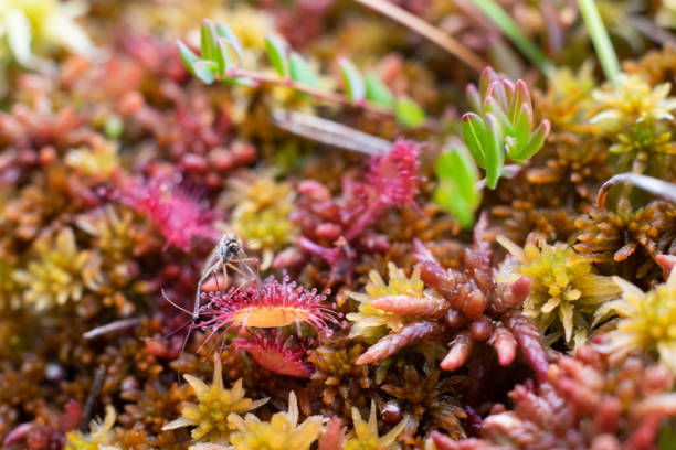 istock Round leaved sundew or Drosera on swamp 1269717365