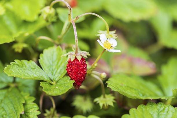 孤立した野生のイチゴの茂みのマクロビューを閉じます。赤い果実と緑の葉。美しい自然の背景。 - mulberry bush ストックフォトと画像