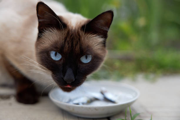 Siamese Cat Diet