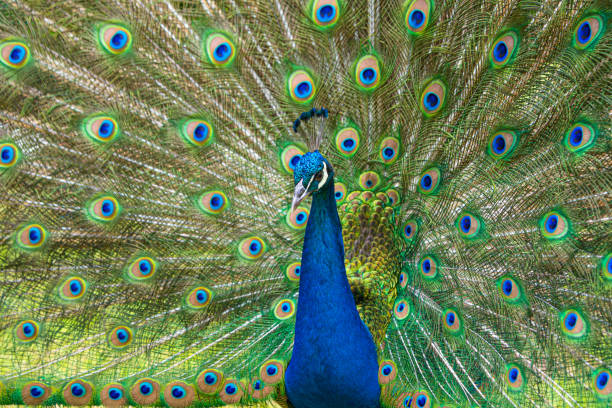 istock Male Peacock displaying Multicoloured, blue, green, gold, Feathers in Mating show close up low level eyeline view 1269718918