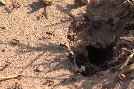 close-up of entrance to anthill, with decens of red ants, coming out of it, on dry ground, in Valle Grande, Mendoza,