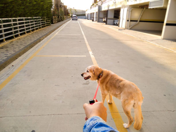istock WALKING AND EXPLORING AROUND WITH CUTE RETRIEVER  LEASH ON 1269720170