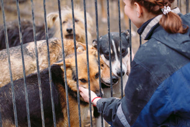 ragazza volontaria nel vivaio per cani. rifugio per cani randagi. - dog education holding animal foto e immagini stock