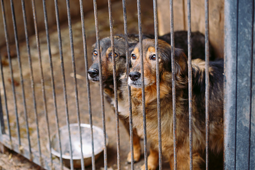 Shelter for stray dogs. Street dogs in cages