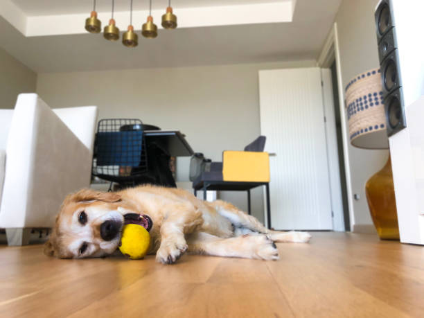istock CUTE DOG PLAYING WITH THEIR TOY WHILE LYING DOWN 1269721303