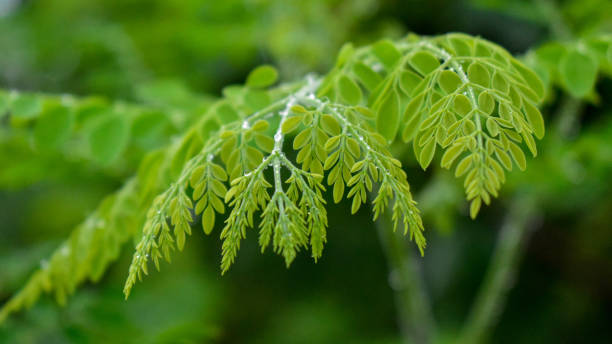 piękne zielone liście z ładnym rozmazanym tłem - interleaf zdjęcia i obrazy z banku zdjęć