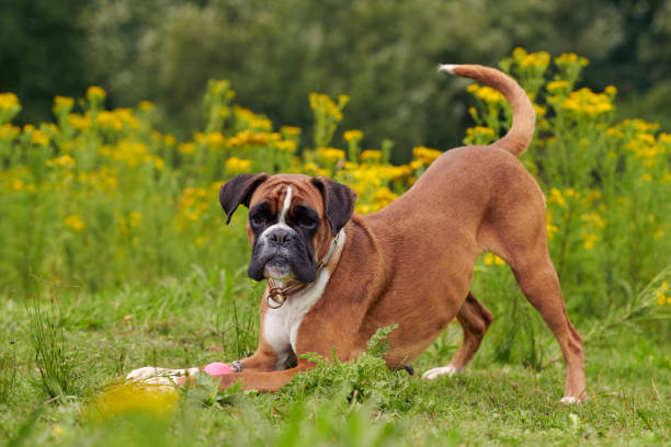 boxer dog - boxers imagens e fotografias de stock