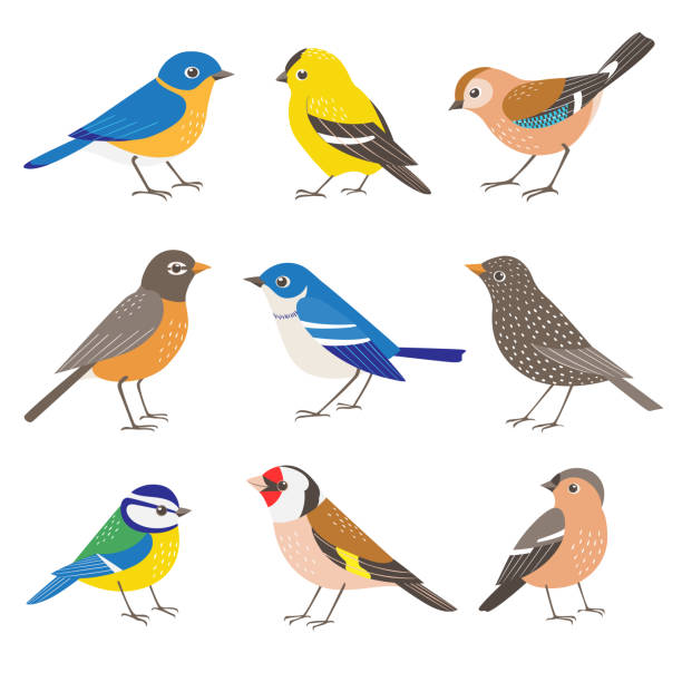 ilustraciones, imágenes clip art, dibujos animados e iconos de stock de conjunto de aves jardín de verano. - jilguero