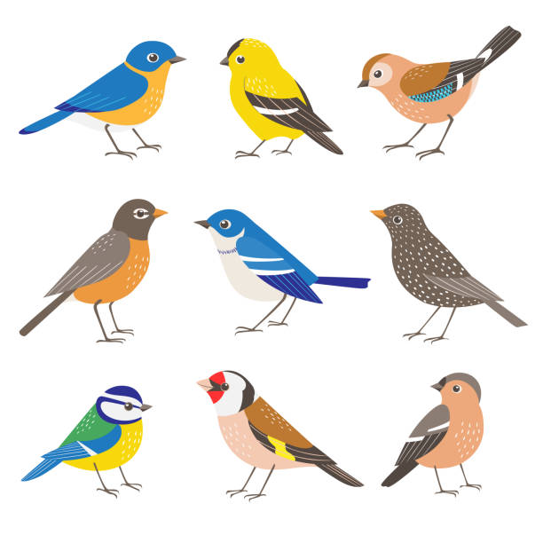illustrazioni stock, clip art, cartoni animati e icone di tendenza di set di uccelli da giardino estivi. - jay