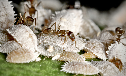 A colony of these waxy citrus pests being tended for their honeydew by invasive Argentine Ants.